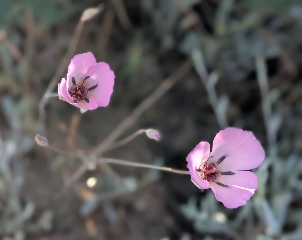 Calochortus splendens    Splendid mariposa