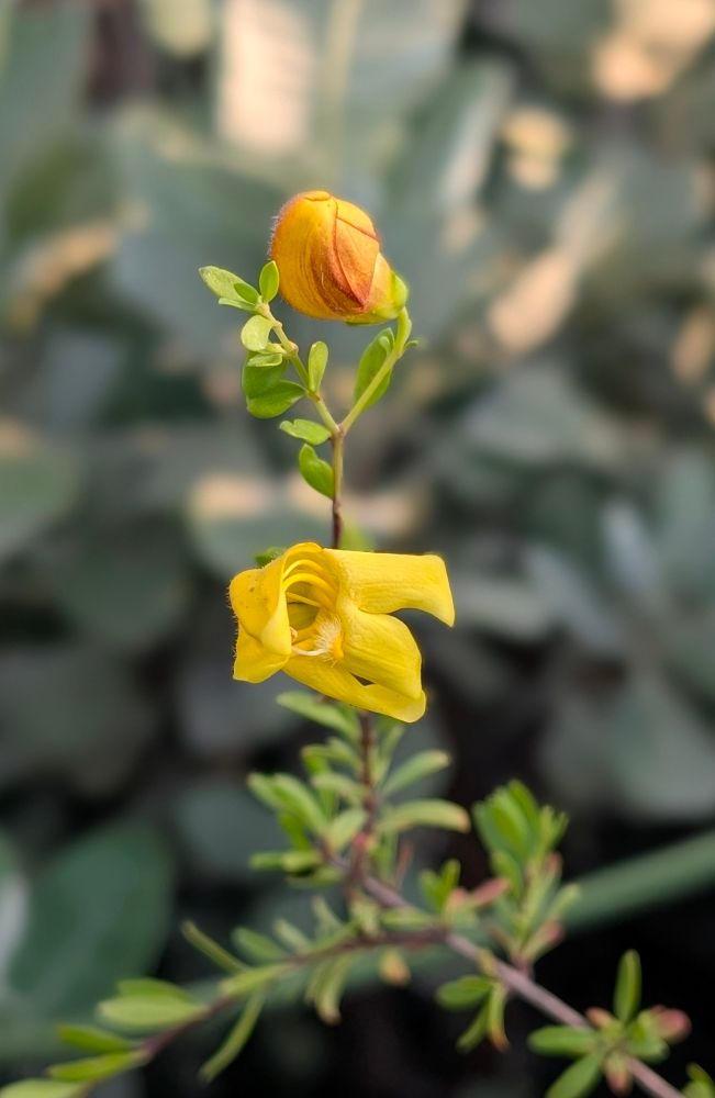 Yellow Bush Penstemon
Keckiella antirrhinoides