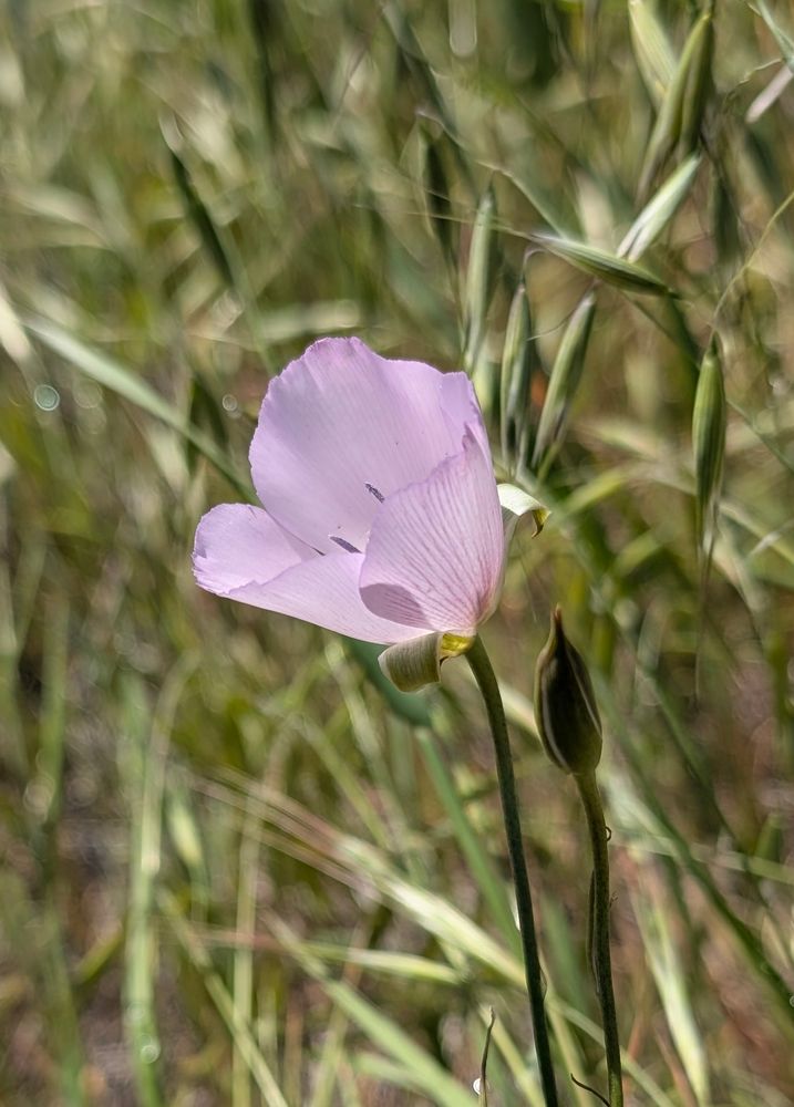 Splendid Mariposa Lily
Calochortus splendens