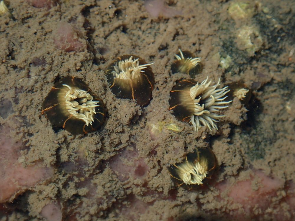 Several orange-striped green sea anemones surrounded by a pink sponge and detritus 