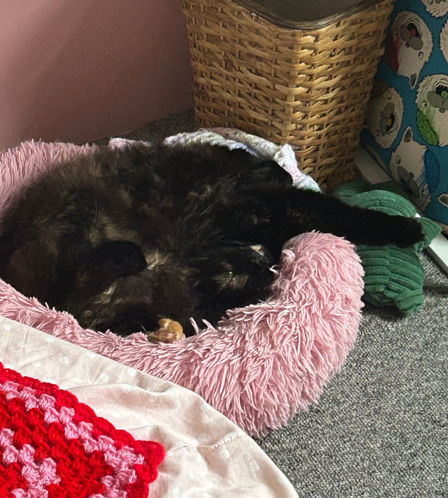 photo of cookie sleeping in a weird position