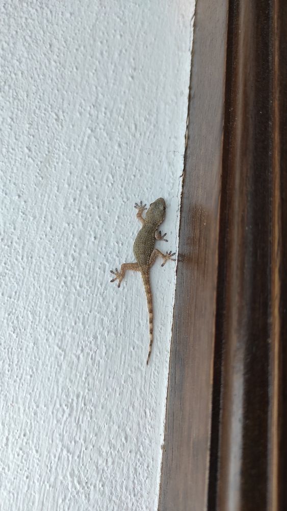 A photo of a gecko (Tarentola mauritanica) in a white wall.