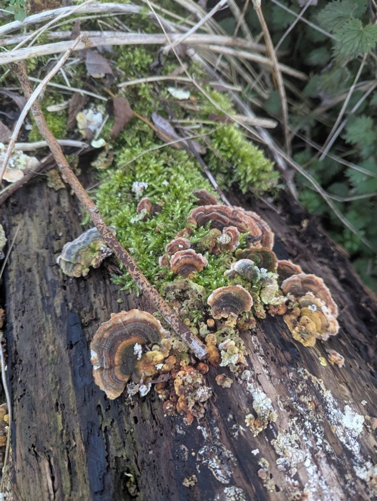a cluster of small bracket fungi growing amongst moss on a log