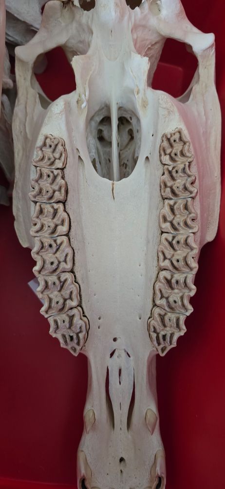 Prezwalsky's horse upper dentition
