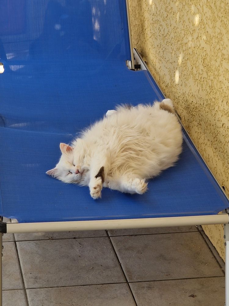 Voici Peluche, petite chatte de 8 ans receuillie alors qu'elle allait sur ses 2 ans. On pense qu'elle est croisée angora turc et turc de van car elle est blanche avec des poils angora alors que sa queue est tachetée de différents tons de brun. Elle se repose sur un transat, à l'ombre sur la terrasse car la rentrée, ça épuise drôlement !