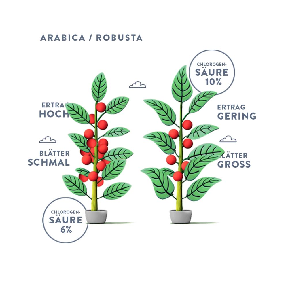 Grafischer Vergleich zwischen Arabica- und Robusta-Kaffeepflanzen mit Angaben zu Ertrag, Blattgröße und Chlorogensäuregehalt.