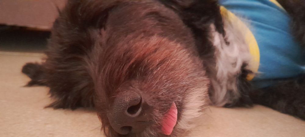 O único capaz de me fazer feliz no meu dia mais merda 🥺