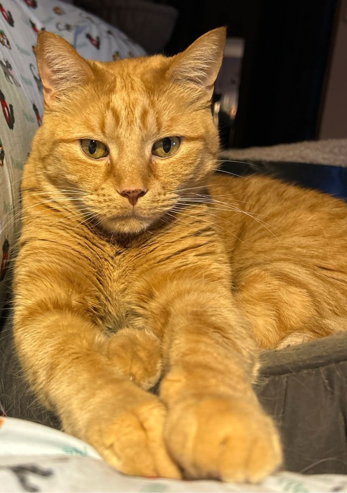 Orange cat with front legs outstretched. 