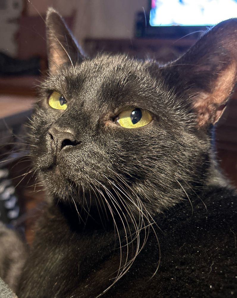 Black cat with yellow eyes. 