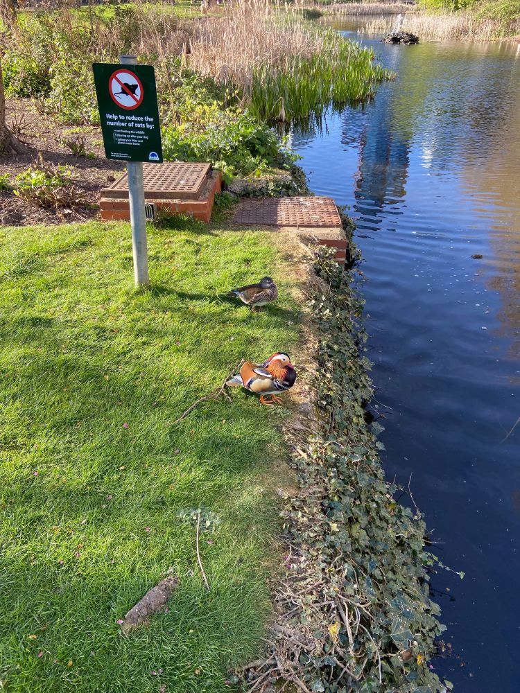 A pair of mandarin ducks by the lakeside  
