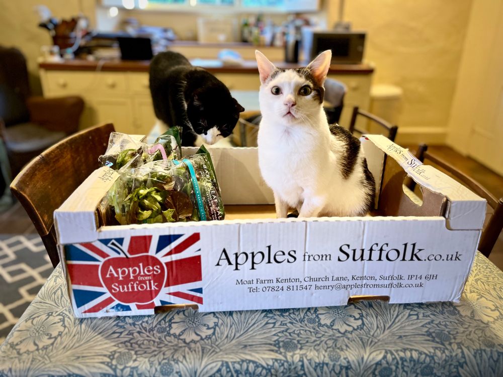 A little cat is sitting in a country kitchen, in a fruit box labelled "Apples from Suffolk", alongside two bags of salad. The cat has an accusing look. 