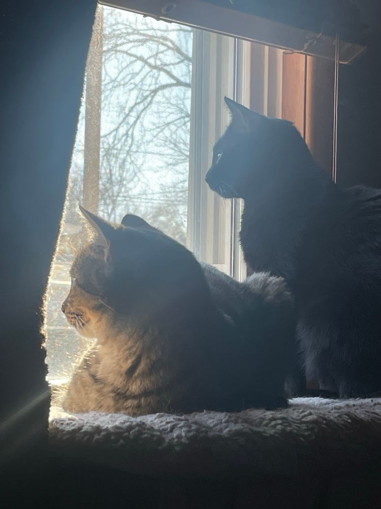 Two cats perched on a window ledge looking out. 