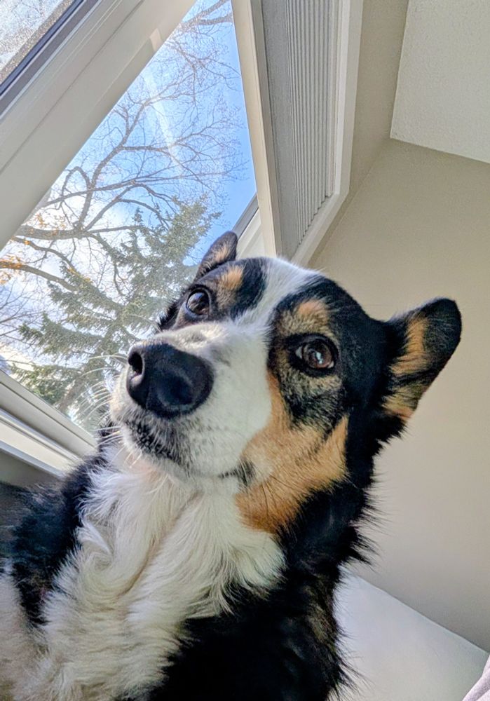 Huxley the dog has white brown and black fur and big ears and is looking at you with big eyes and some trees out the window in the background 