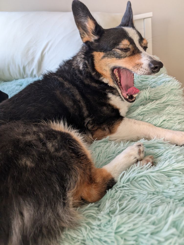 Huxley the dog is sitting on a fuzzy green blanket and yawning a very big yawn