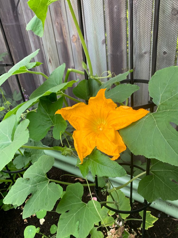 A large orange/yellow star shaped pumpkin flower with its green leaves and vines around it. Wooden fence in the background.