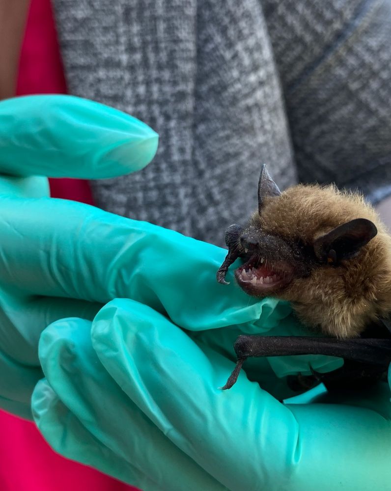 This is a close up photo of the little brown bat. Her mouth is open and her tiny teeth are looking very sharp! My green gloves, hot pink top and grey blazer are in the background. 