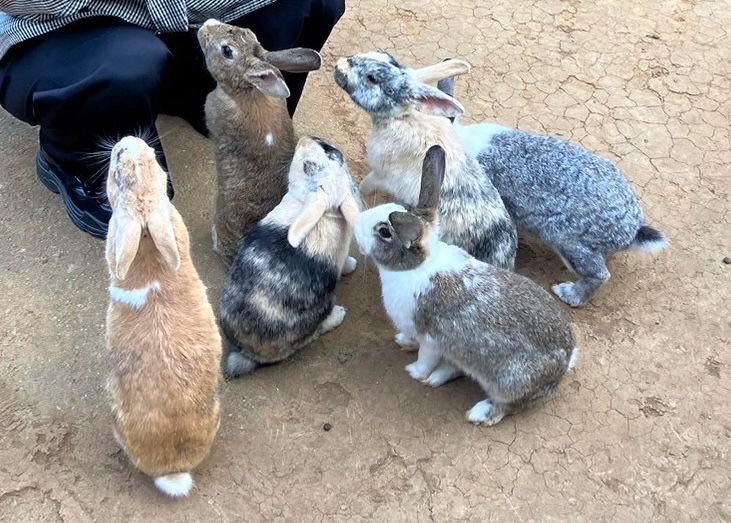 6羽のうさぎの写真
それぞれ色も柄も違ってふわふわしている