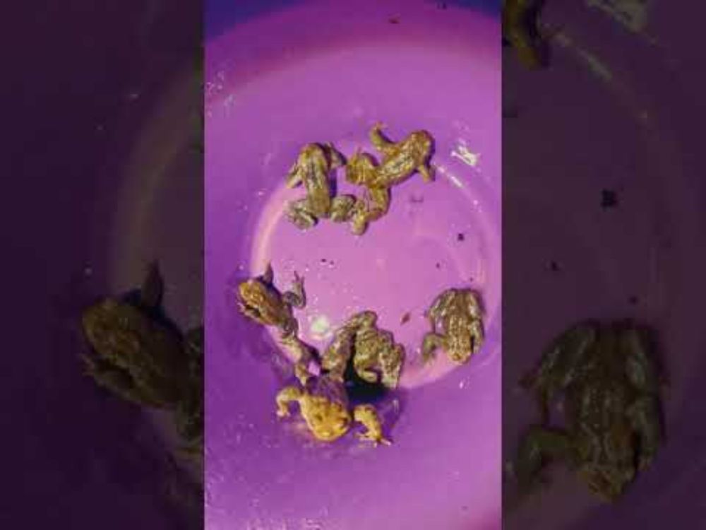 Common toads (bufo bufo)  - recording mating & release calls #shorts