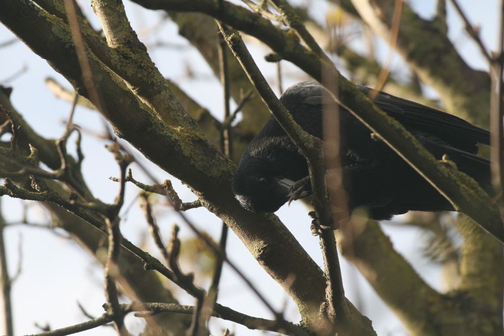 Carrion crow pecking at a stick on a branch