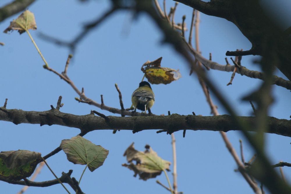 Great Tit perched on a branch looking yhe other way