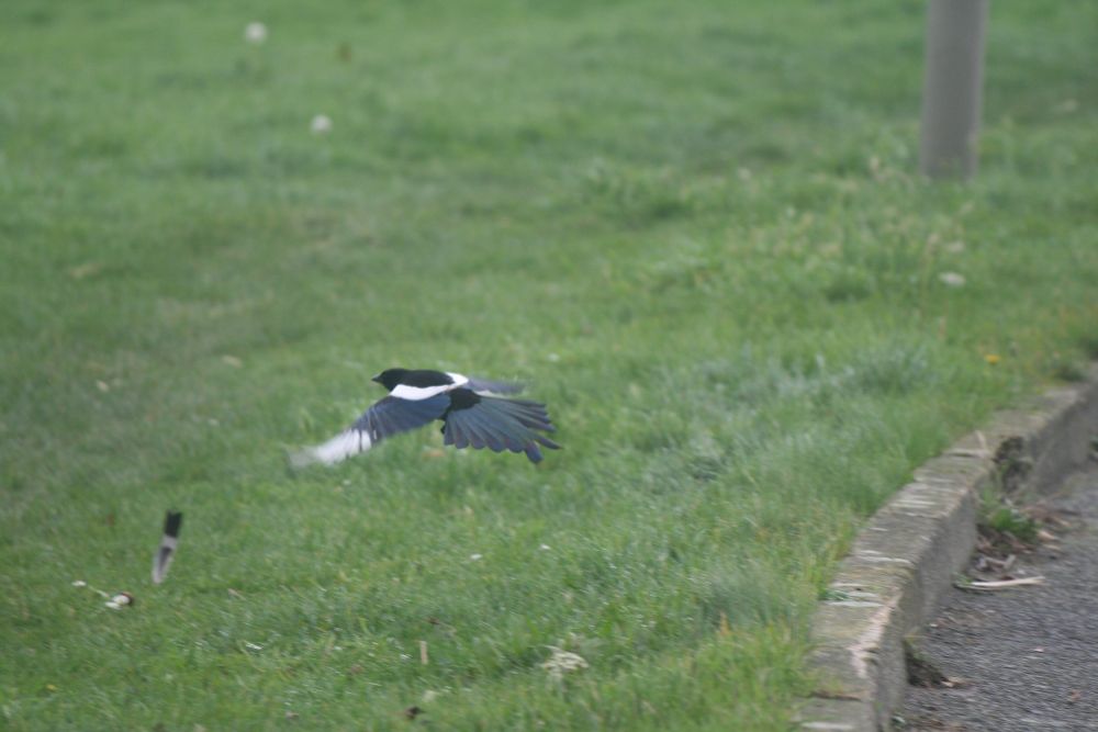 Magpie taking flight from the kirb