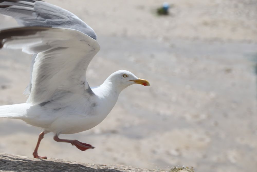 A seagull just taking off