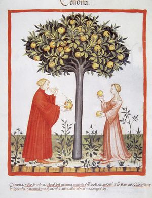 
A imagem é uma ilustração de estilo medieval que retrata um limoeiro carregado de frutos amarelos no centro. À esquerda, há uma figura masculina vestindo um manto vermelho, segurando um limão e um pote. À direita, uma figura feminina com um vestido claro, também segura limões. Ambas as figuras estão em pé sobre um canteiro com pequenas plantas verdes, e a cena é delimitada por uma borda vermelha. No topo da imagem, há uma palavra que parece ser "LEMONA". Abaixo da ilustração, há um texto em latim em várias linhas.