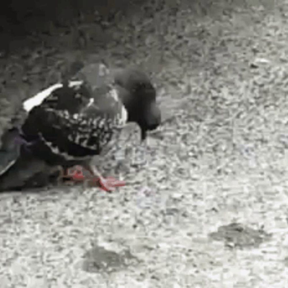 a black and white photo of a pigeon standing on a gravel ground .