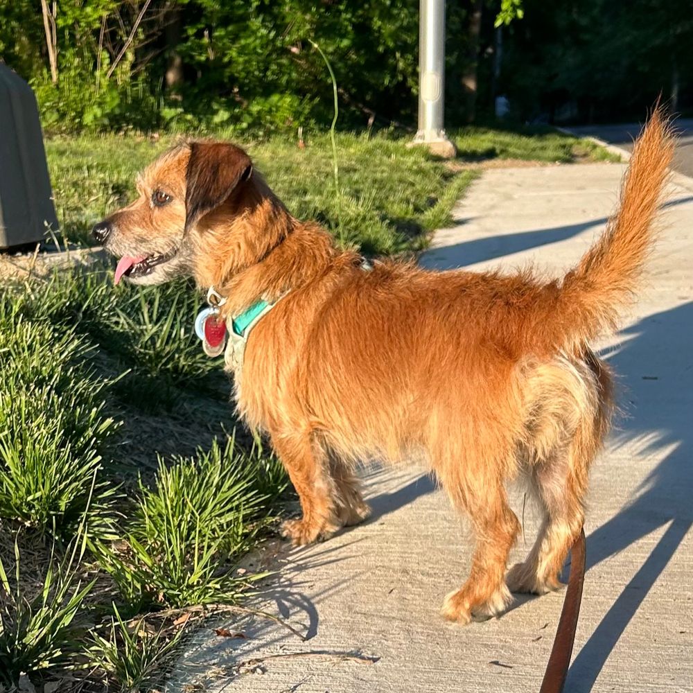 A photo of a reddish dog with short legs and a long body looking off to the side on a sidewalk next to grass.