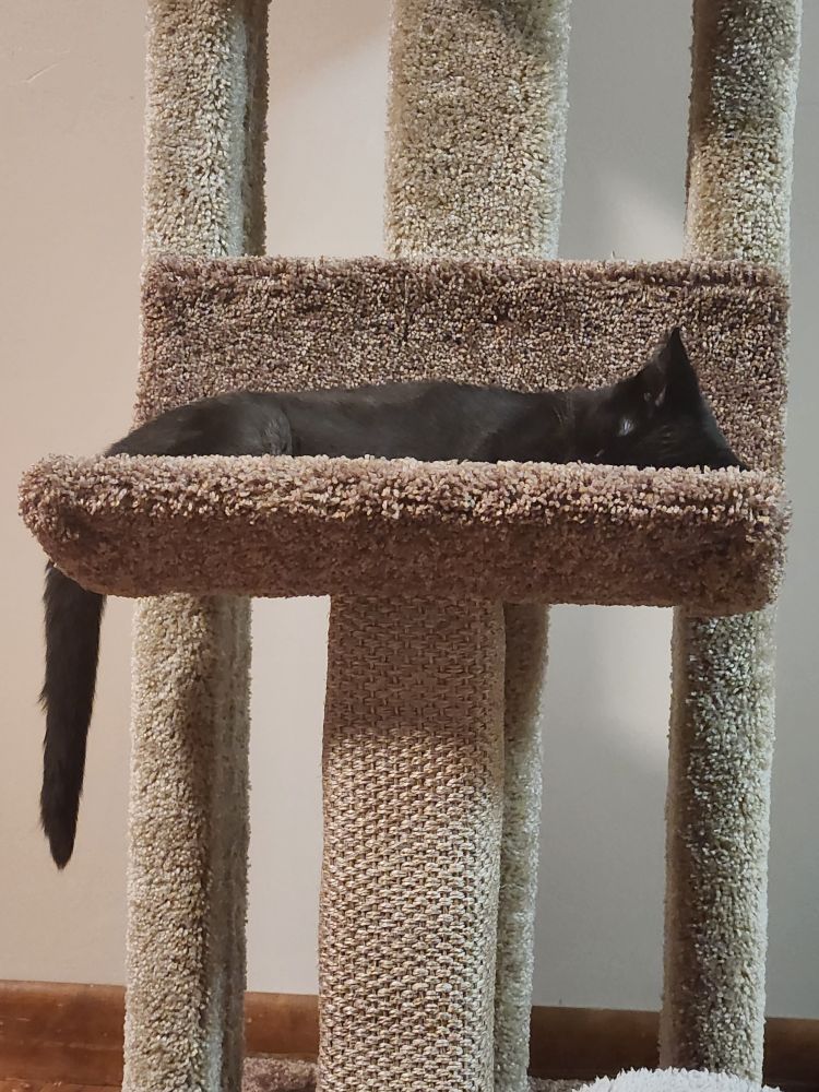 Black cat in a cat tree