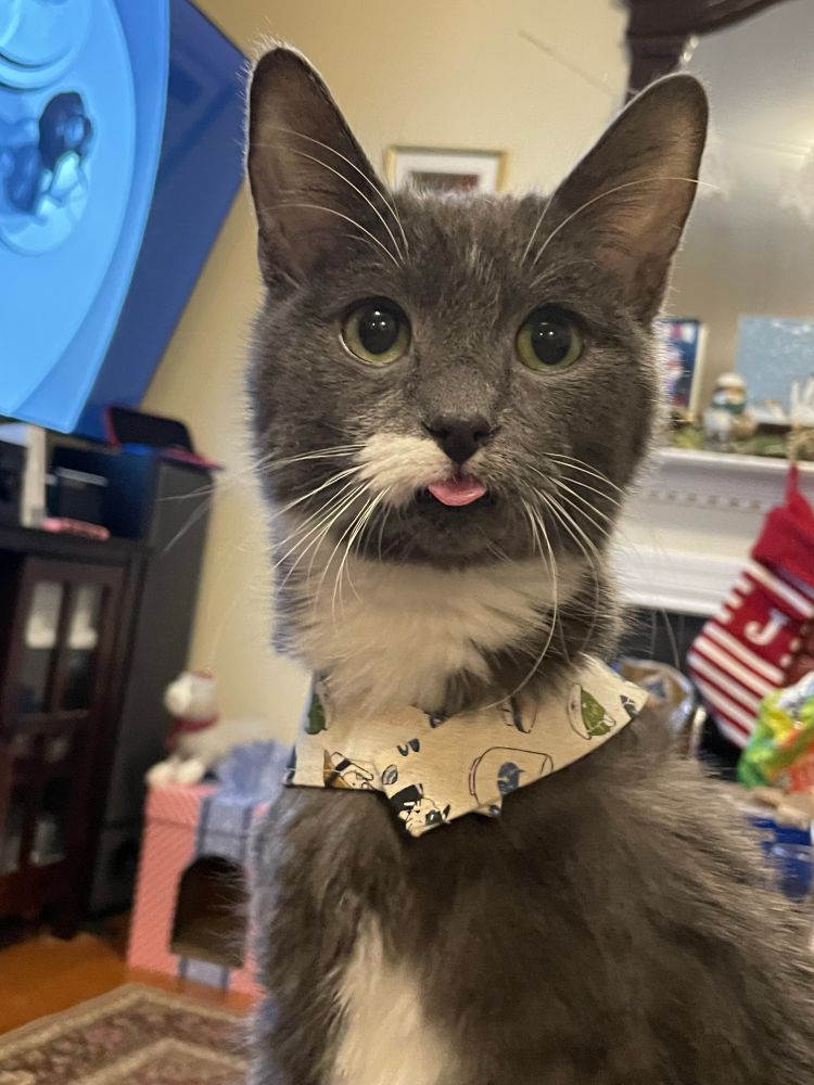 Gray and white tuxedo kitten (approximately 9 months?) wearing a beige bandanna with illustrated cats on it. He’s blepping furiously, tongue out and face confused. Cat has a half white mustache with a small line of white on his forehead and a white tummy. 