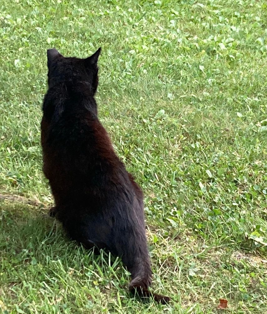 Black cat sitting on the lawn back view 
