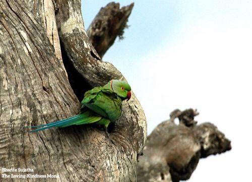 Green bird on side of tree 
