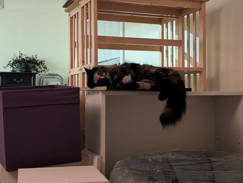 A small fluffy tortoiseshell cat asleep on her side on top of an empty white bookshelf. She's surrounded by random furniture that has clearly just been moved in