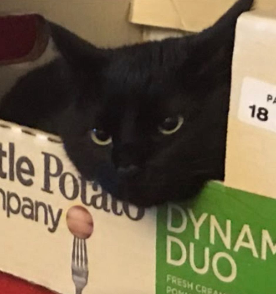Black cat with dilated pupils in potato box