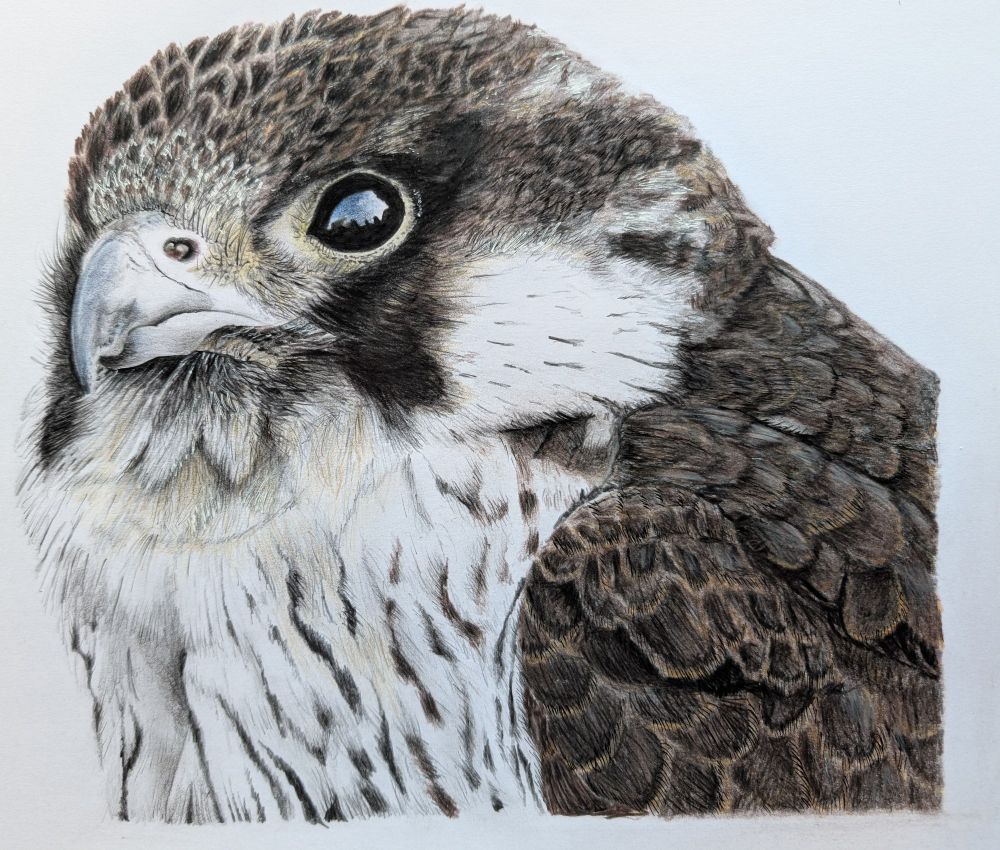 A peregrin falcon drawing done with coloured pencils. 