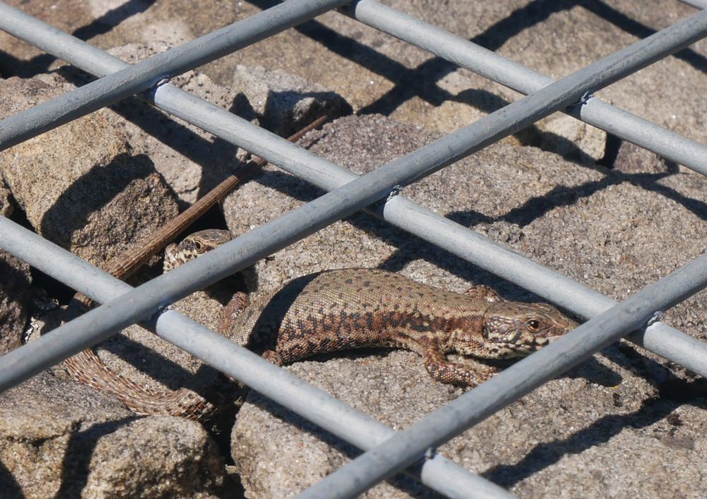 Eine große Eidechse durch ein Gitter fotografiert. Sie liegt auf mehreren Steinen.