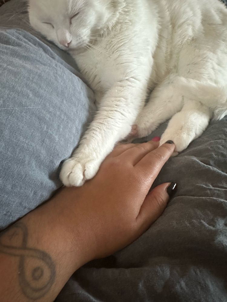 A white cat, eyes closed, with their paw on the back of a brown hand with an infinity tattoo.