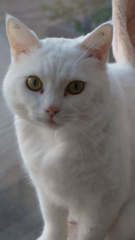 A white cat with tattoo’s ears looking into the camera. His eyes are yellow and his nose is pink.