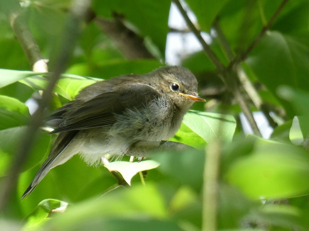 Ein kleiner Vogel, wahrscheinlich Zilpzalp, sitzt auf einem Zweig, um ihn herum nur grüne Blätter, die Sonne scheint ihm ins Gesicht.