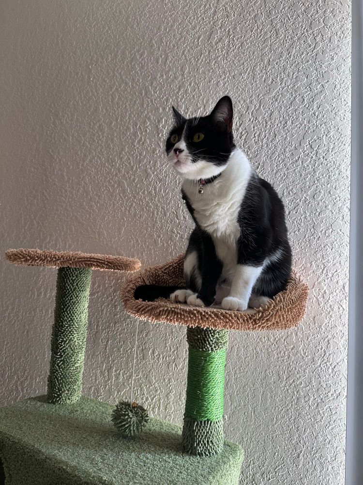 Tuxedo cat sitting on a brown and green cat tree looking off into the distance next to a window