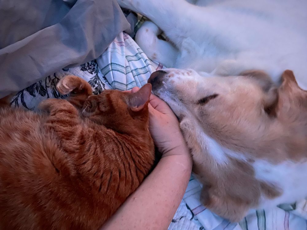Orange cat and Great Pyrenees/Lab mix both touching their human’s hand as we all curl up in bed together.