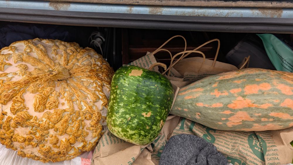 A full trunk with a 99 cent stacker on the left , a "large" green apple shaped gourd in the middle and an oblong candy gourd on the right. 
