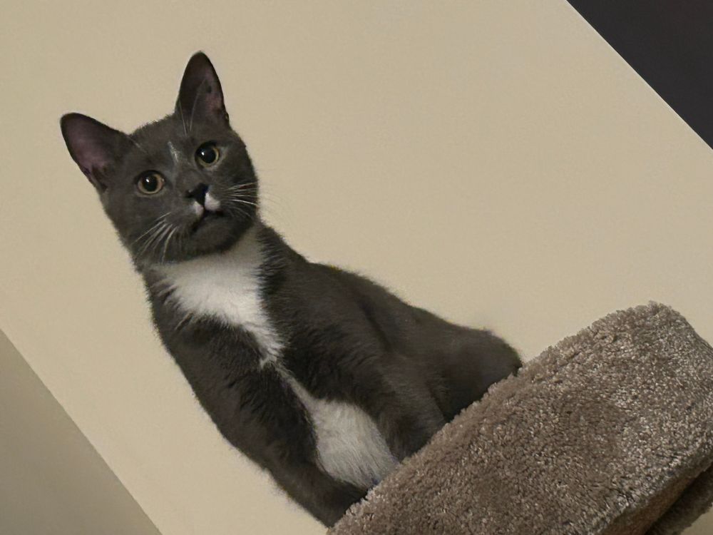 Steele, a gray tuxedo cat, perches in the top of a cat tree with his mouth slightly open. he looks a bit shocked. the photo is at a funny angle because his mom was afraid he would close his mouth before she managed to get the shot otherwise.
