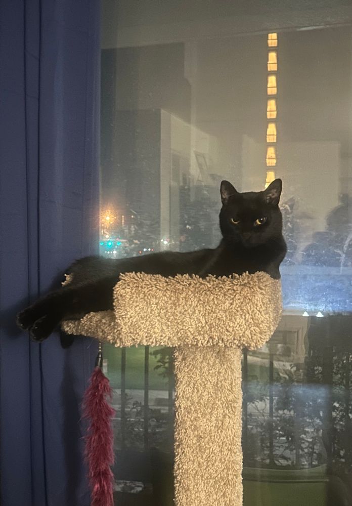 Coal, a sleek black cat, stares haughtily at the camera while reclining in a beige cat tree with his back legs and tail sticking out of an opening on the side of the perch. there are city lights visible through the window behind him.