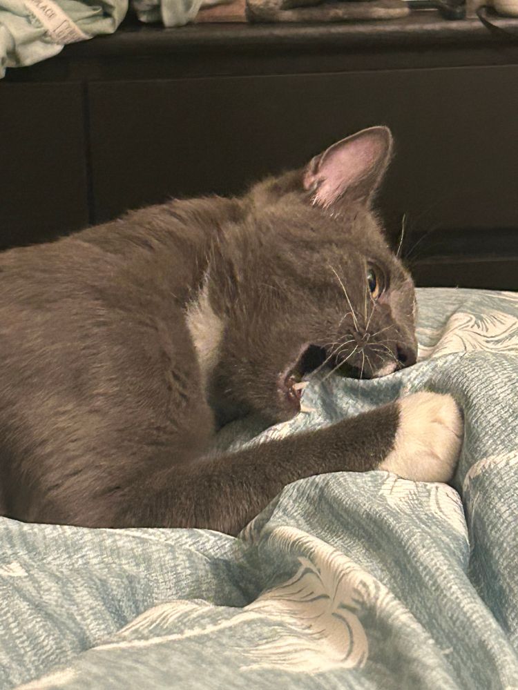 action shot of Steele, a gray tuxedo cat, giving mom’s toe a good chomp through a blue and white blanket. he’s using a front paw to stabilize his target and one of his sharp, shiny lower canine teeth is visible.