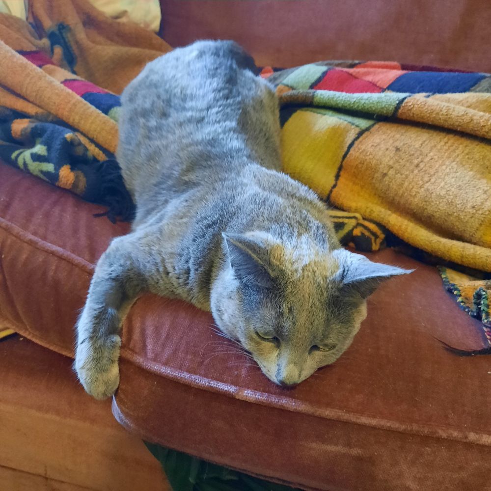 A silvery-grey cat, slumped on a sofa.