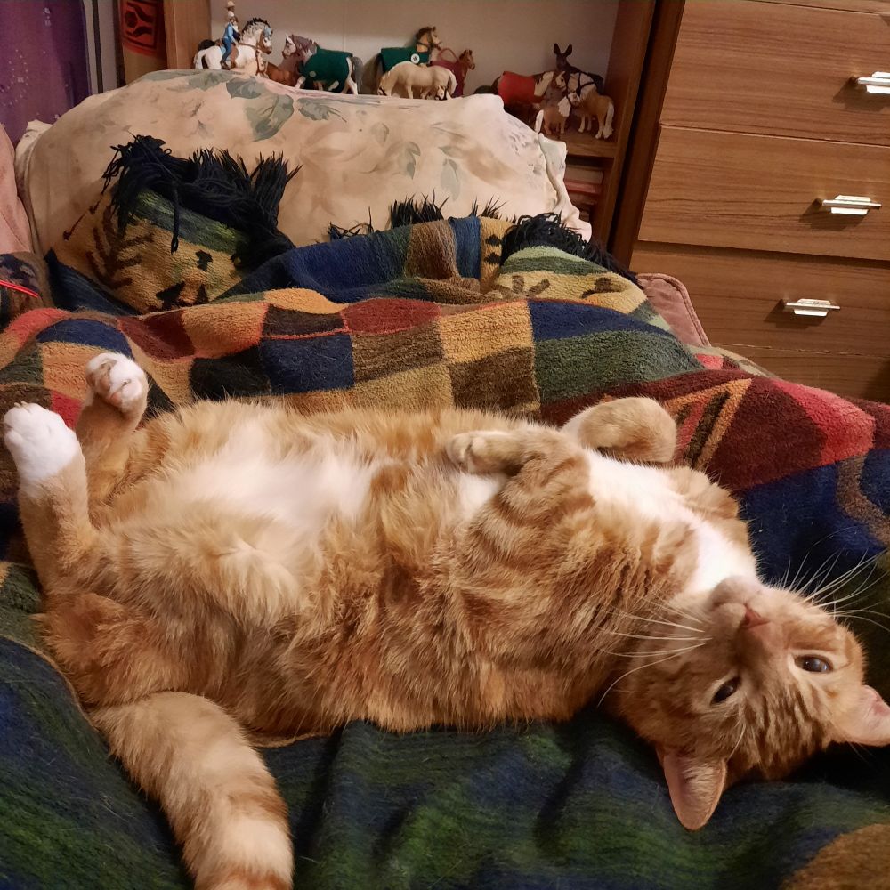 The same cat, lying on his back, looking lazily at the camera, abd shiwing off his very floofy white tummy. Yes, it is a trap.