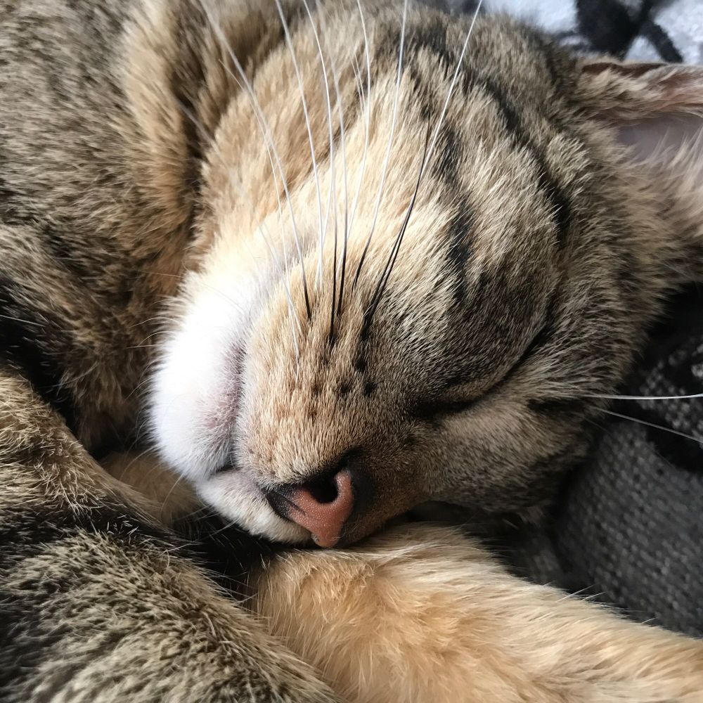 Gros plan sur la tête d’une petite chatte qui s’appelle Bébé-chat et dors paisiblement.