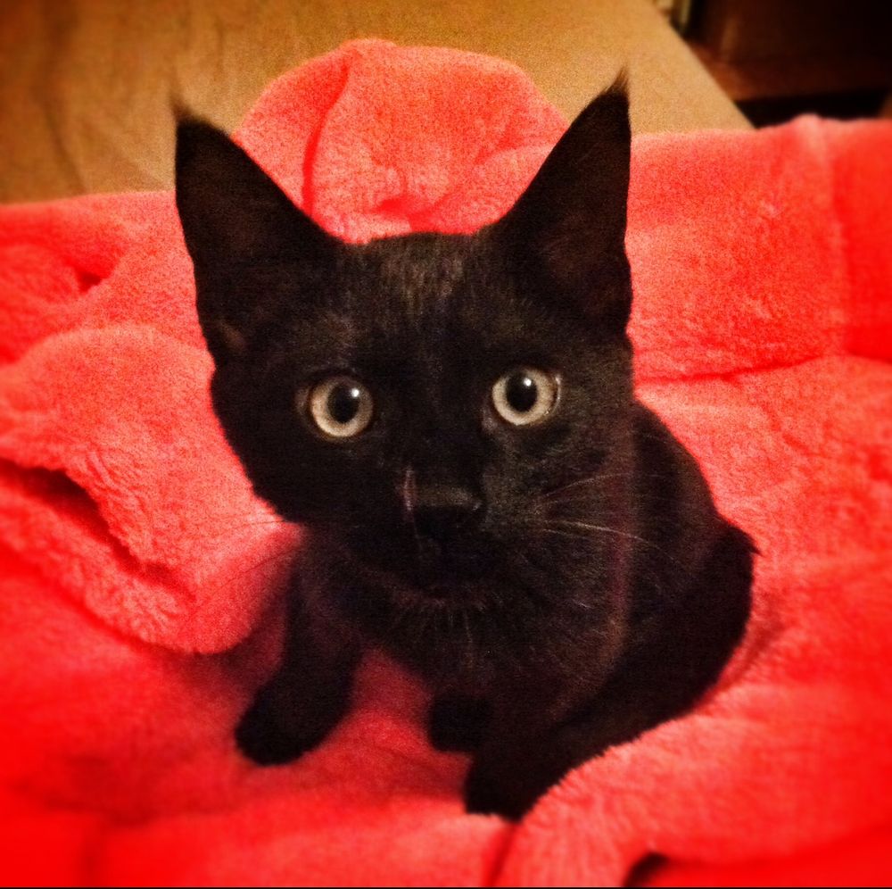 Totoro le chat (bébé) assis sur une doudoune orange.